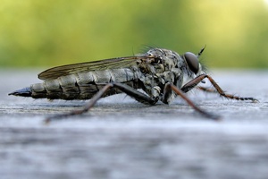 Gemeine Raubfliege