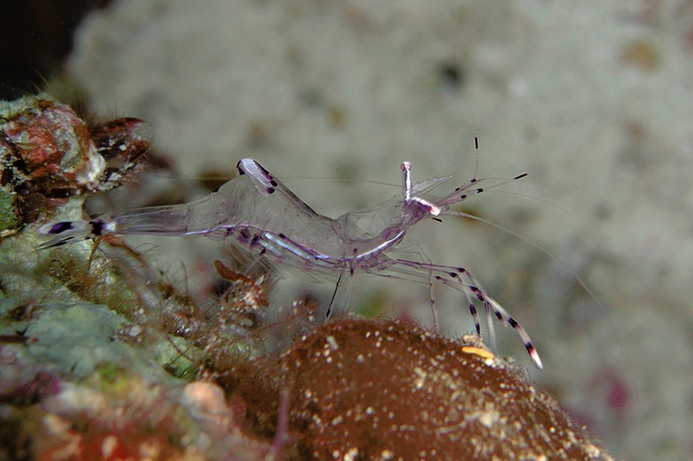 Garnele