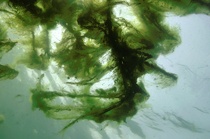 Algen von unten