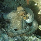 Krake