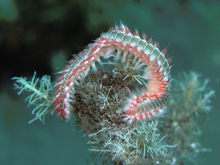 Feuerwurm