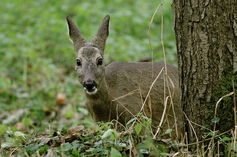 Reh