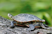 Nördliche Rotbauch-Schmuckschildkröte