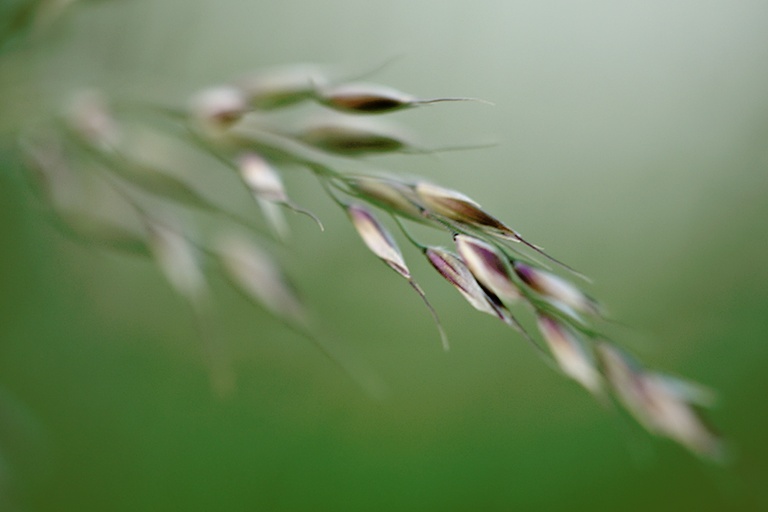 Gras