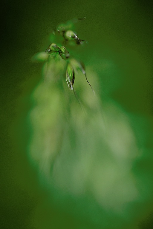 Gras