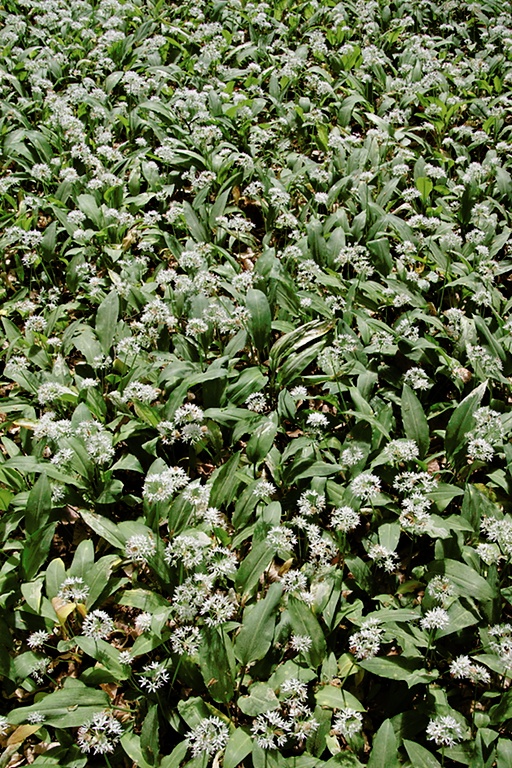Bärlauch