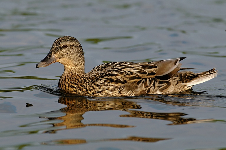 Stockente