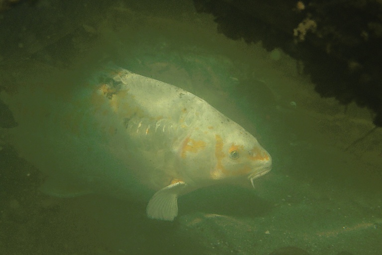 Koi