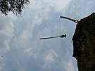 Libelle im Flug
