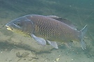 Karpfen