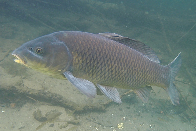 Karpfen