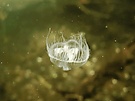 Süßwasserqualle