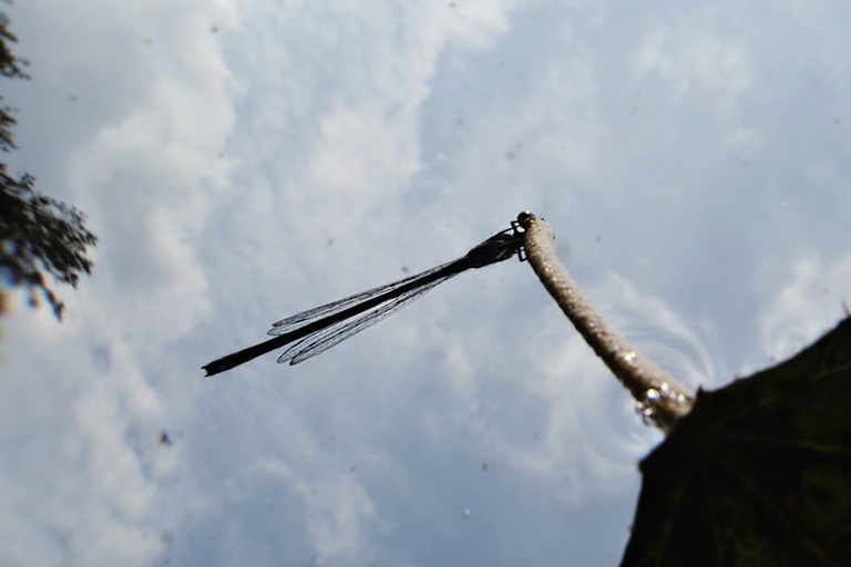 Libelle auf Ansitz