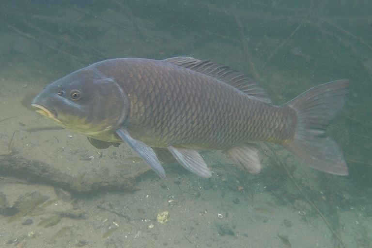 Karpfen