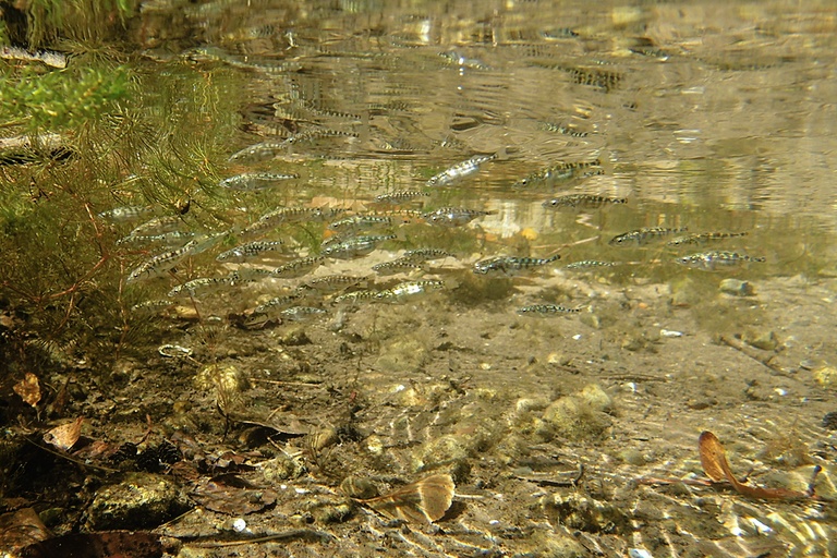 Fischschwarm