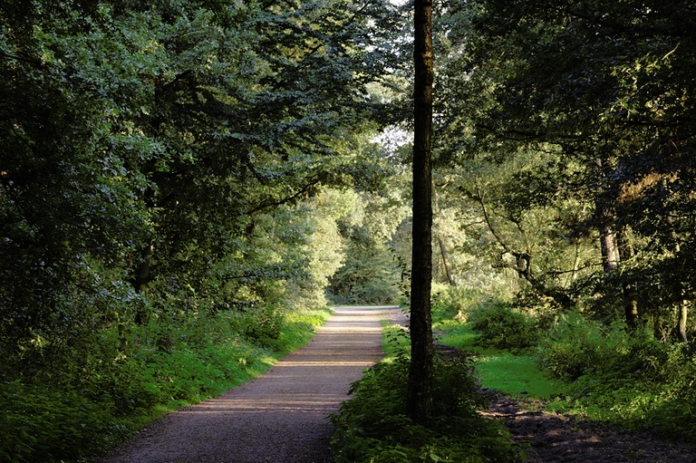 Waldweg und Reitweg