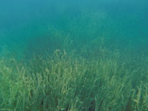 Unterwasserlandschaft (4)