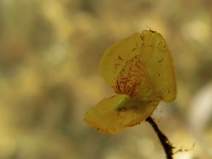 Wasserschlauch-Blüte