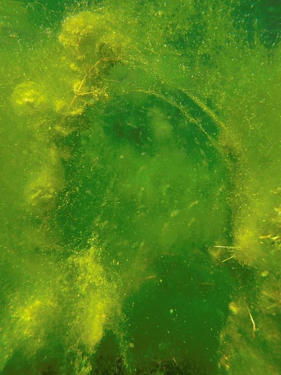 Algenimpression