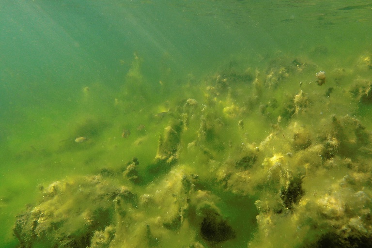 Algenimpression (2)