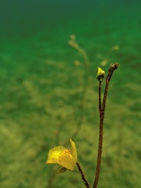 Wasserschlauch-Blüte (3)