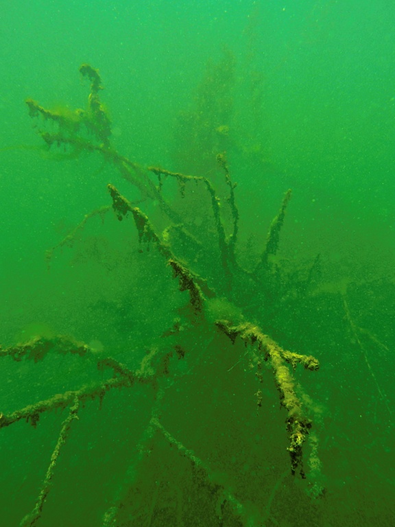 Abgestorbener Baum