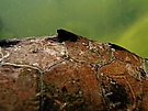 Höcker