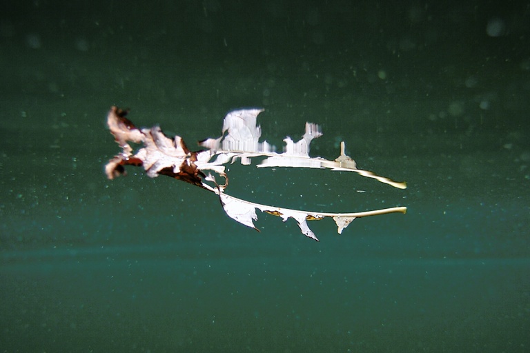 Blattrest
