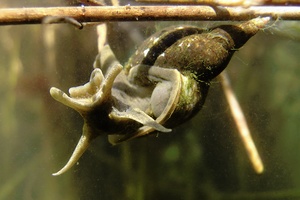 Spitzschlammschnecke