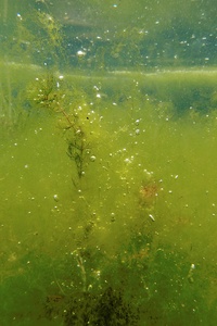 Blasen in Algen