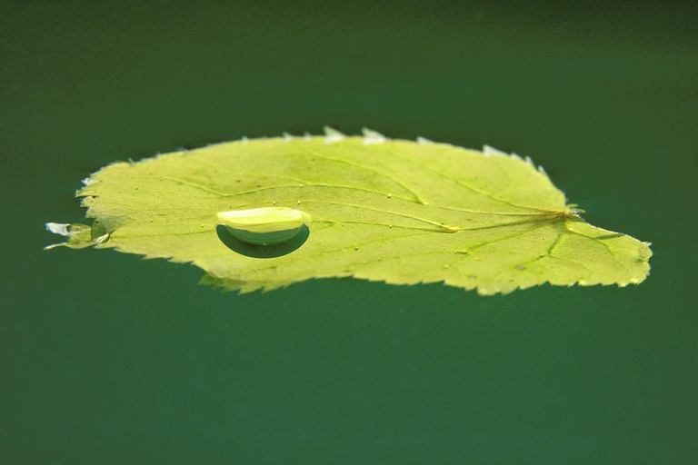 Blatt mit Luftblase