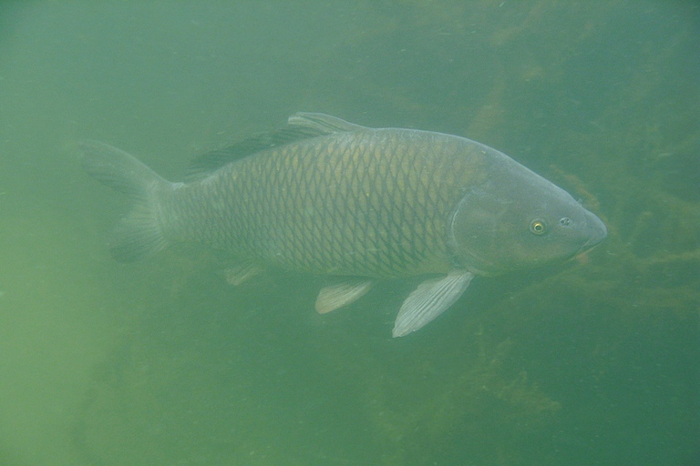 Karpfen
