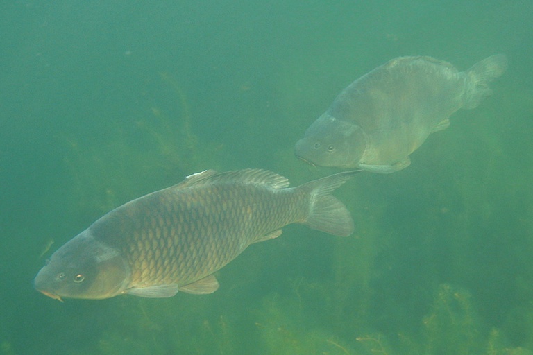 Karpfen