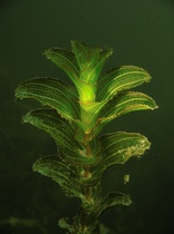 Durchwachsenes Laichkraut (Potamogeton perfoliatus)