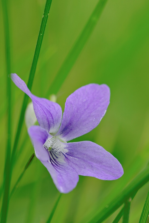 Veilchen