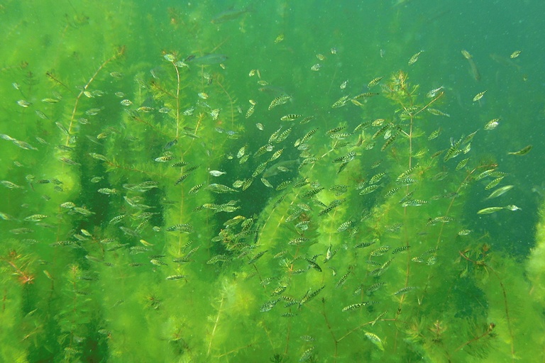 Fischschwarm