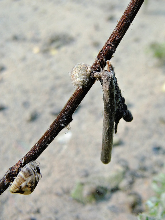 Köcherfliegenlarve