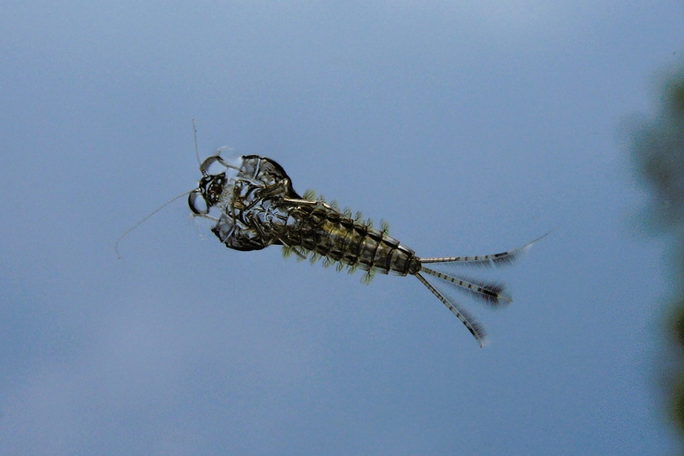 Larvenhülle