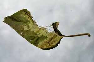 Blatt