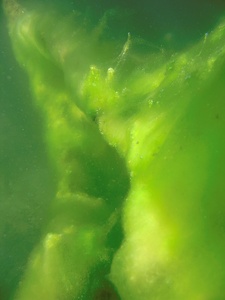 Algenimpression
