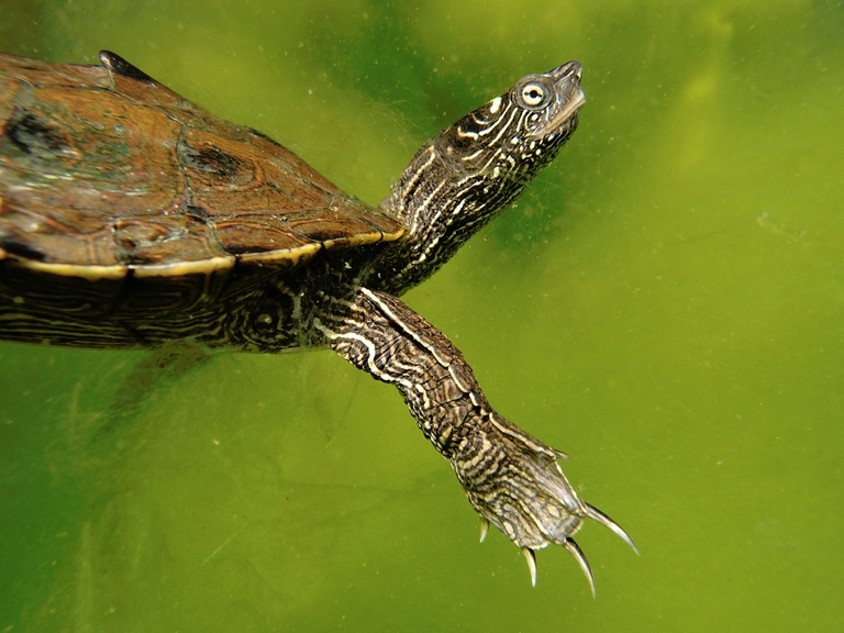 Falsche Landkarten-Höckerschildkröte