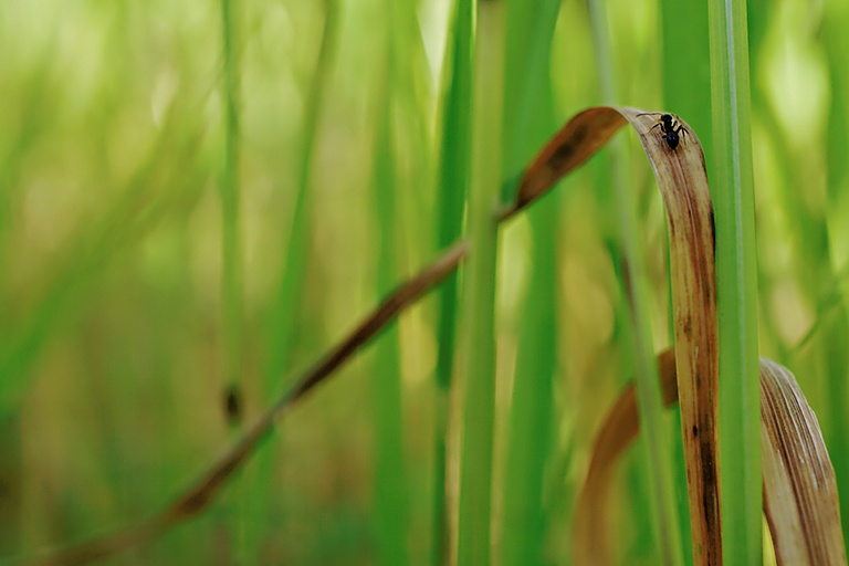 Ameise im Gras