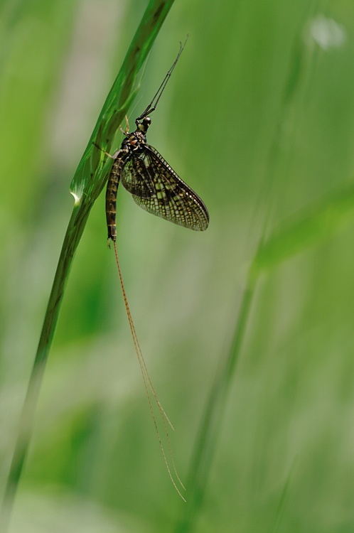 Eintagsfliege