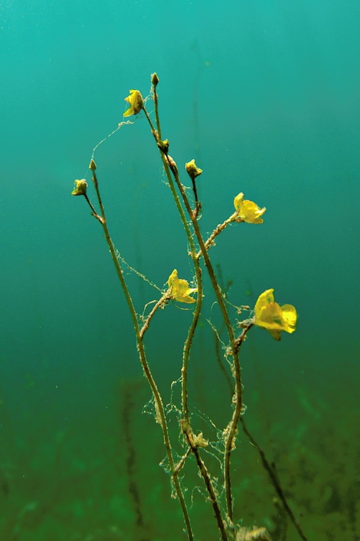 Wasserschlauch