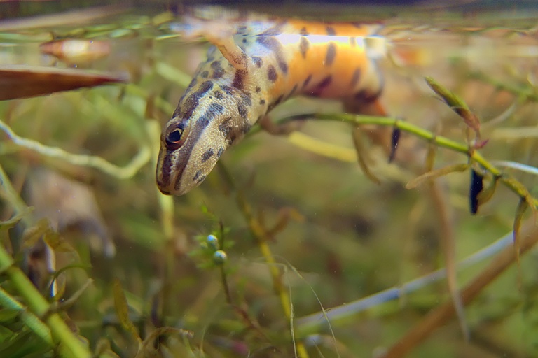 Teichmolch