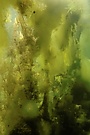 Eine Wand aus Algen