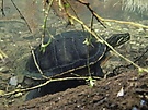 Florida-Rotbauch-Schmuckschildkröte
