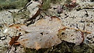 Blatt am Seegrund