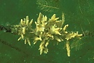 Süßwasserschwamm