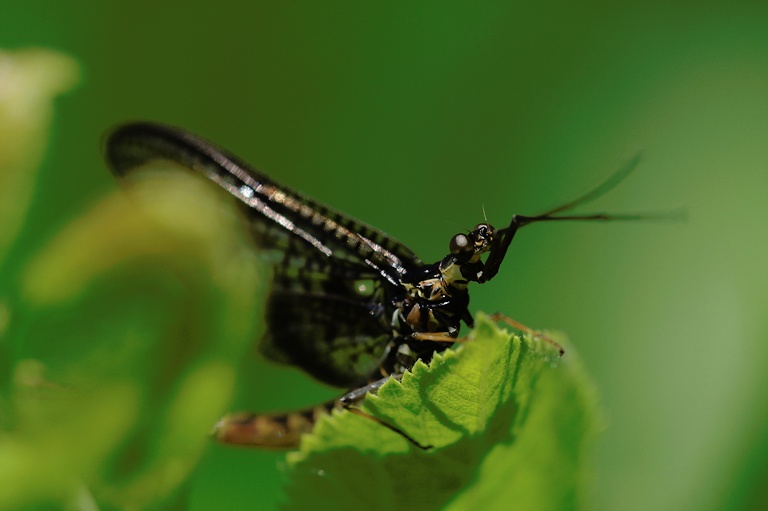 Eintagsfliege